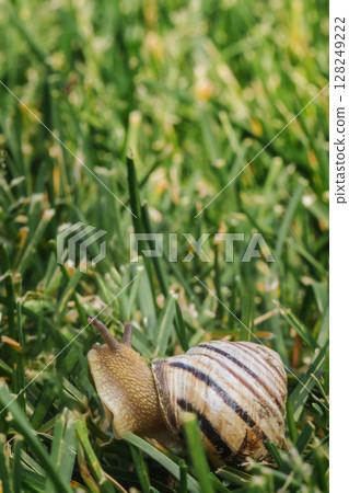 Snail with striped shell crawling through green grass blades in a natural outdoor environment on a sunny day 128249222