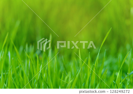 Long leaves of green juicy grass against a blurred background with empty copy space for adding texts or other objects. Blank for creating collages Long leaves of green juicy grass against a blurred background with empty copy space for adding texts or other objects. Blank for creating collages 128249272