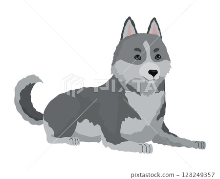 Cute gray wolf pose. Cartoon character of dangerous mammalian animal. Vector flat illustration isolated on white background 128249357