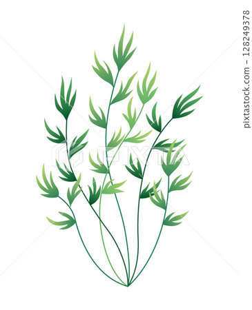 Seaweed and corals isolated on white background. Underwater algae. Aquarium plant. Vector marine life. Vector isolated corals and algae. Underwater flora Seaweed and corals isolated on white background. Underwater algae. Aquarium plant. Vector marine life. Vector isolated corals and algae. Underwater flora 128249378