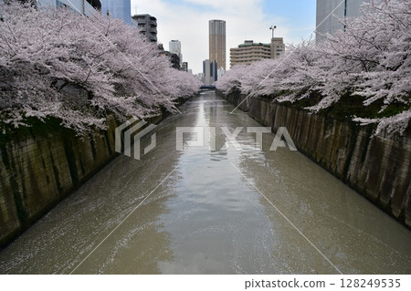Meguro-ku, Tokyo, Japan - Cherry blossom trees along the Meguro River and the surrounding streets - Cherry blossoms in full bloom and scattered cherry blossom petals floating on the water 128249535