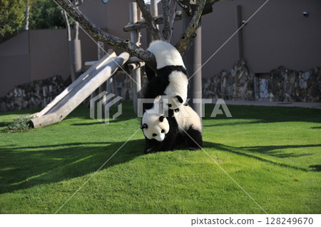 梅濱和長濱一起玩耍 128249670