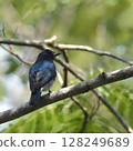 Ooruri that stops on a branch 128249689