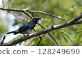 Ooruri that stops on a branch 128249690