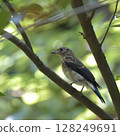 A young blue-and-white flycatcher perched on a branch 128249691
