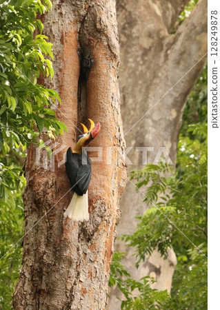 Red cocked hornbill 128249878