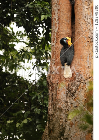 Red cocked hornbill 128249880