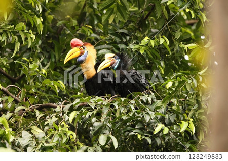 Red cocked hornbill 128249883