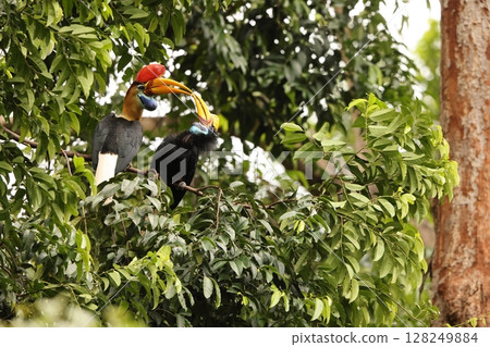 Red cocked hornbill 128249884
