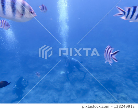 Diver's bubbles and the Roccos Damselfish 128249912
