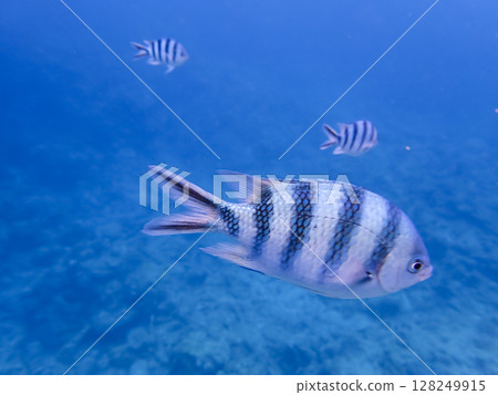 沖繩的六斑雀鯛 128249915