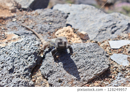 Lizard Resting on Sunlit Rocks in a Natural Outdoor Desert Environment Lizard Resting on Sunlit Rocks in a Natural Outdoor Desert Environment 128249957