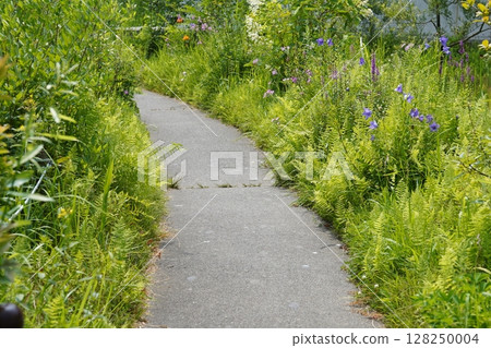 A path surrounded by green 128250004