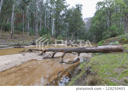 A fallen tree in the Capertee River in the Wollemi National Park 128250403