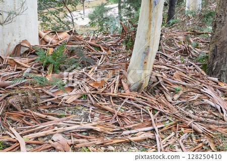 Tree bark on the ground near the Capertee River in the Wollemi National Park 128250410