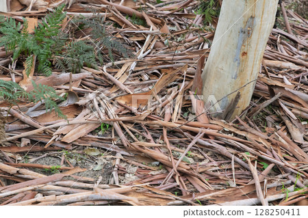 Tree bark on the ground near the Capertee River in the Wollemi National Park 128250411