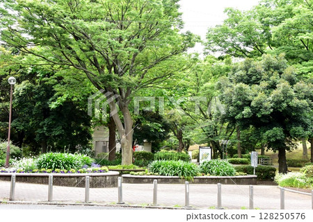 Fresh greenery near Sakurayama in Mitsuzawa Park, Kanagawa Ward, Yokohama City Fresh greenery near Sakurayama in Mitsuzawa Park, Kanagawa Ward, Yokohama City 128250576