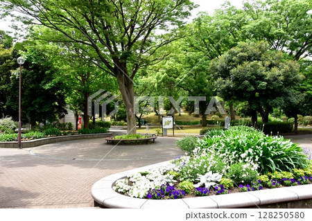 橫濱市神奈川區三澤公園櫻山附近的新綠與花壇 橫濱市神奈川區三澤公園櫻山附近的新綠與花壇 128250580