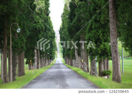 綠樹成蔭的直路風景_特拉普派 128250645