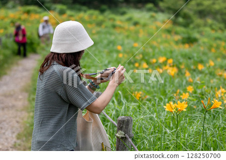 A promenade lined with blooming Nozorikisuge flowers at Lake Nozori in Gunma Prefecture 128250700