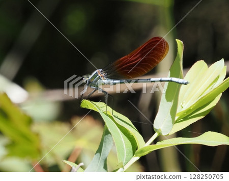 豆娘（新潟縣阿賀町，2021年7月） 128250705