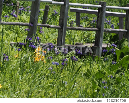 鳶尾花和萱草(新潟縣阿賀町,2021年7月) 鳶尾花和萱草(新潟縣阿賀町,2021年7月) 128250706