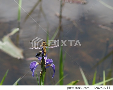鳶尾花和紅蜻蜓(新潟縣阿賀町,2021年7月) 鳶尾花和紅蜻蜓(新潟縣阿賀町,2021年7月) 128250711