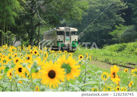 小湊鐵道“上總大久保站的向日葵田和里山特快列車” 小湊鐵道“上總大久保站的向日葵田和里山特快列車” 128250745