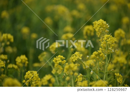 長崎天然旱地花區油菜花 128250987