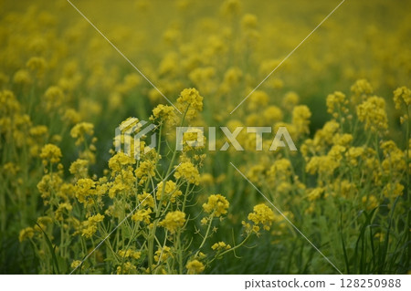 長崎天然旱地花區油菜花 128250988
