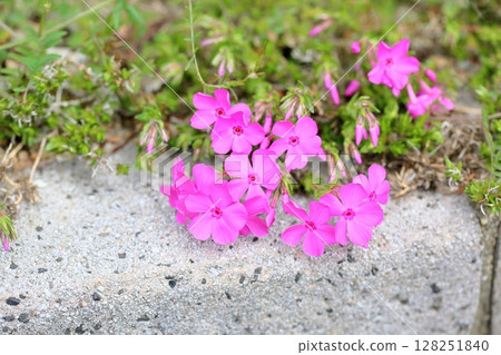 Shibazakura flowers 128251840