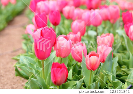 Tulip flower Tulip flower 128251841