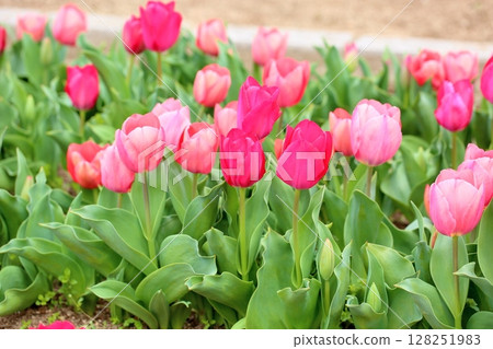 鬱金香花 128251983