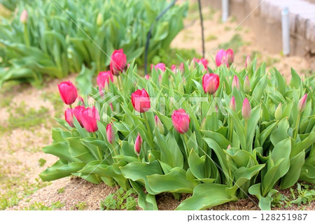 Tulip flower Tulip flower 128251987