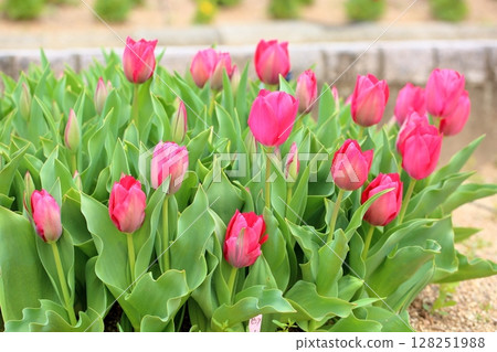 鬱金香花 128251988