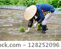 A man who owns a rice terrace planting rice 128252096