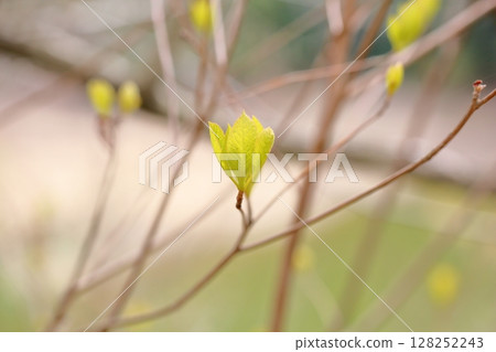 雜樹閃閃發亮的嫩葉 128252243