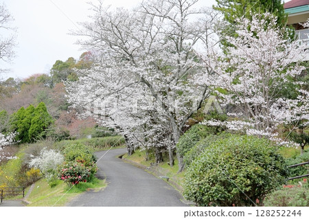 盛開的吉野櫻花 128252244