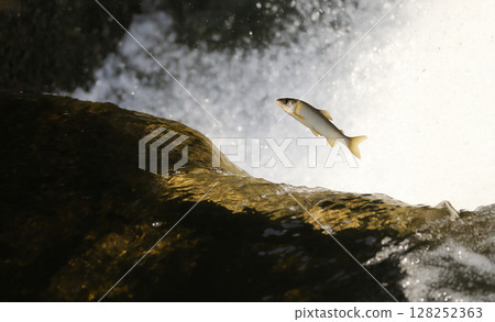 Ayu swimming upstream in rapids 128252363