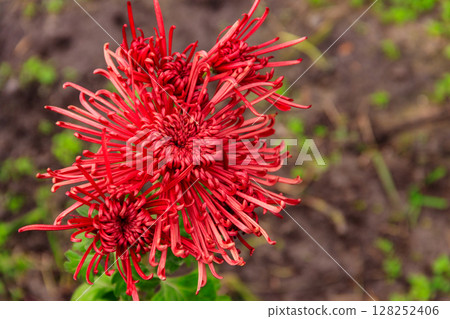 Beautiful chrysanthemum in a garden 128252406