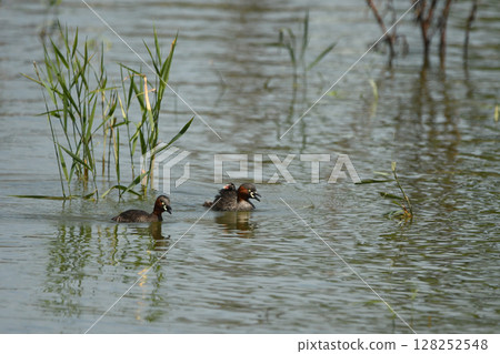 A mother and her child Little Grebe singing to each other A mother and her child Little Grebe singing to each other 128252548