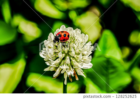 White clover and ladybird White clover and ladybird 128252625