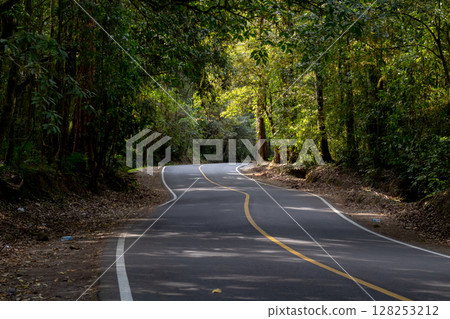 Winding asphalt road curves through dense green forest landscape under dappled sunlight. 128253212
