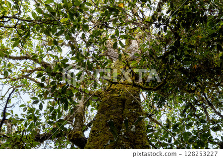 Lush green leaves and mossy branches seen from below in a forest canopy. Lush green leaves and mossy branches seen from below in a forest canopy. 128253227
