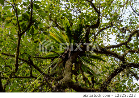 Lush green leaves and mossy branches seen from below in a forest canopy. 128253228