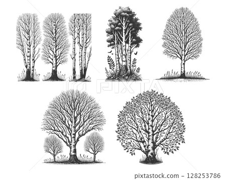 birch Tree engraving set raster collection 128253786