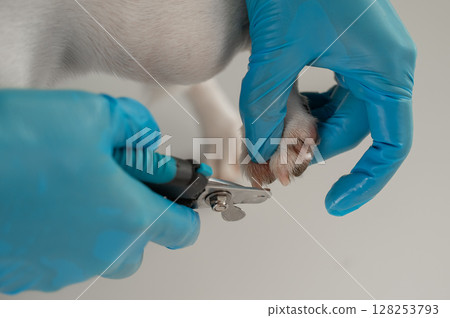 A veterinarian trims the nails of a Jack Russell Terrier dog.  128253793