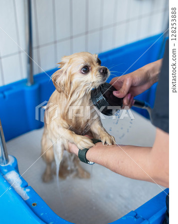 Cute Pomeranian at the grooming. Dog in the shower. Cute Pomeranian at the grooming. Dog in the shower. 128253888