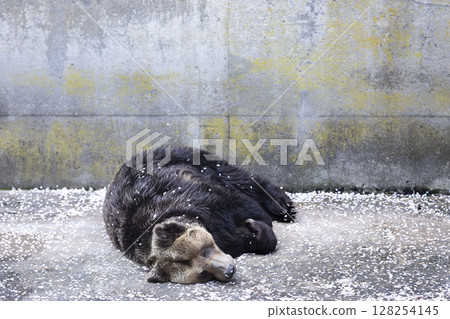 春眠棕熊和櫻花 128254145