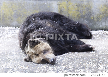 春眠棕熊和櫻花 128254146